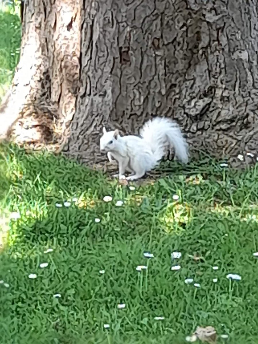 This is Albert our albino squirrel on camp. OK I just named him Albert but he has been hanging around for at least 5 years!! But thought you might like to see him.