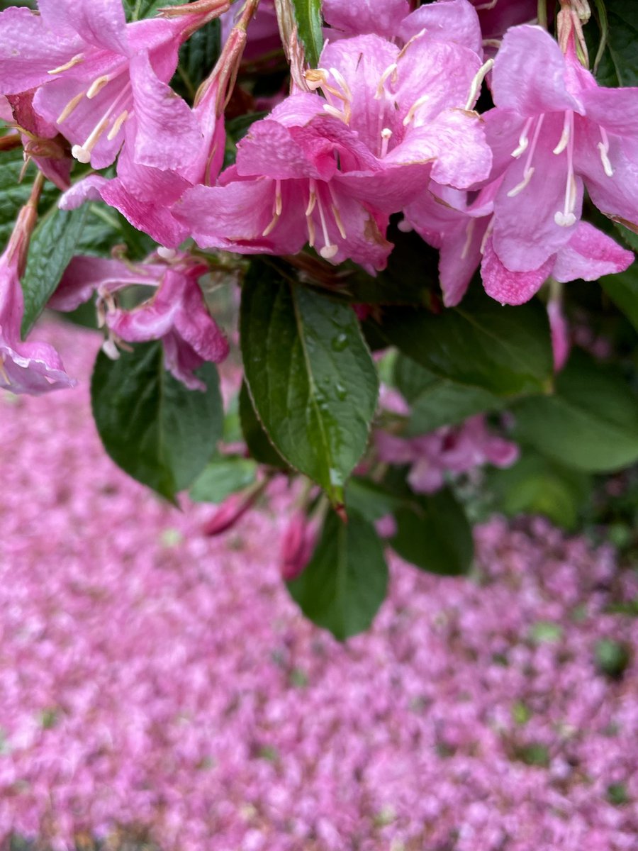 Last nights high winds have caused almost as many petals on the ground for our poor weigela #gales #weigela #isleofman