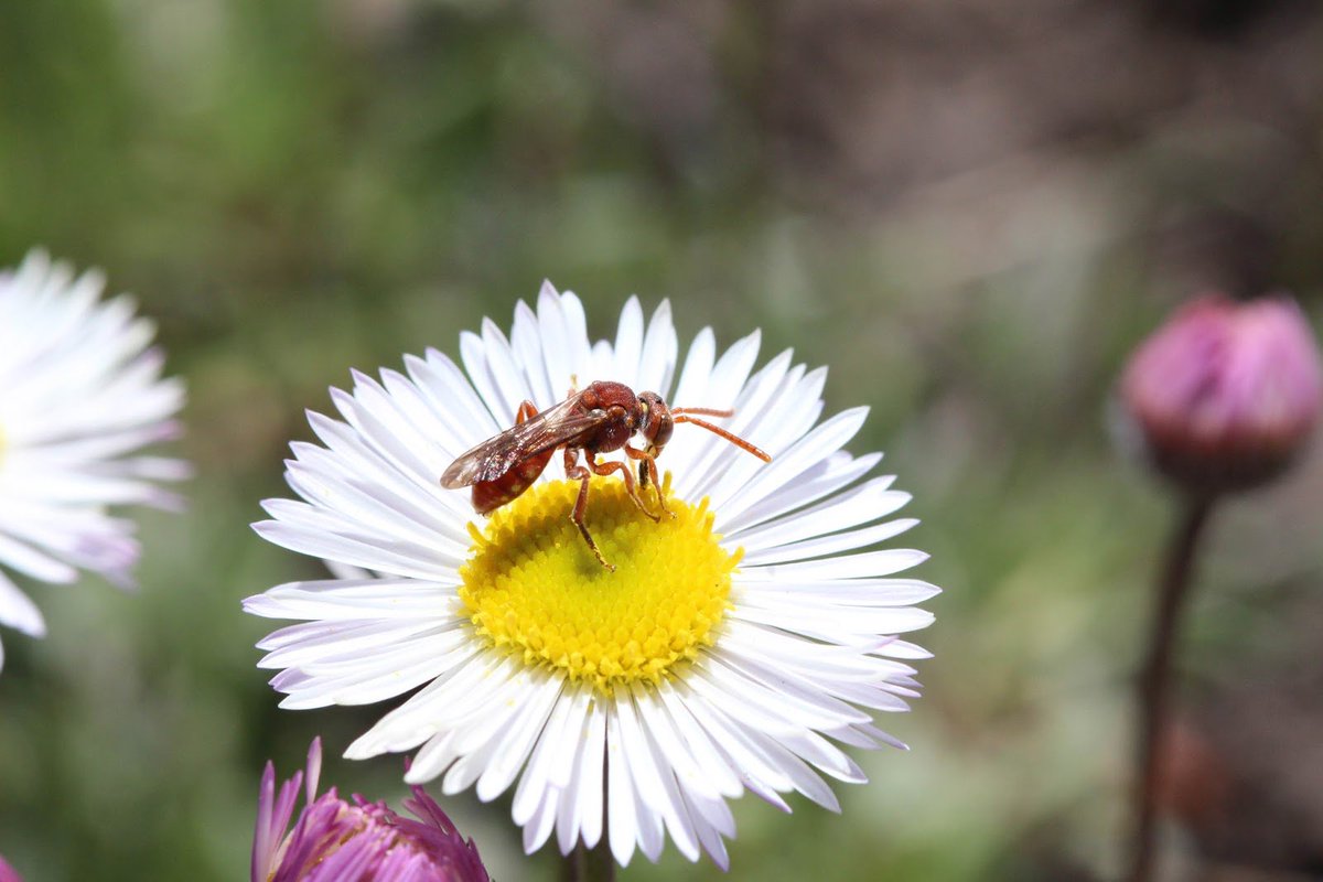 There are 20,000+ species of bees worldwide. Contrary to popular belief, most bees don't live in hives, have no queen, and don't make honey. The majority of #nativebee nests are in the ground, dug by bees that collect #pollen and #nectar, and lay eggs. #feedthebees