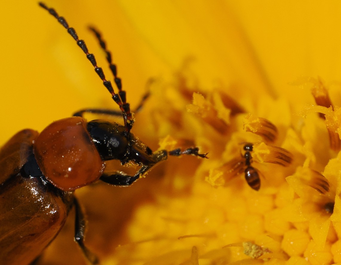 Ay, las hormigas. Qué difíciles son. Ese microbio me dio esquinazo metiéndose dentro de la flor.