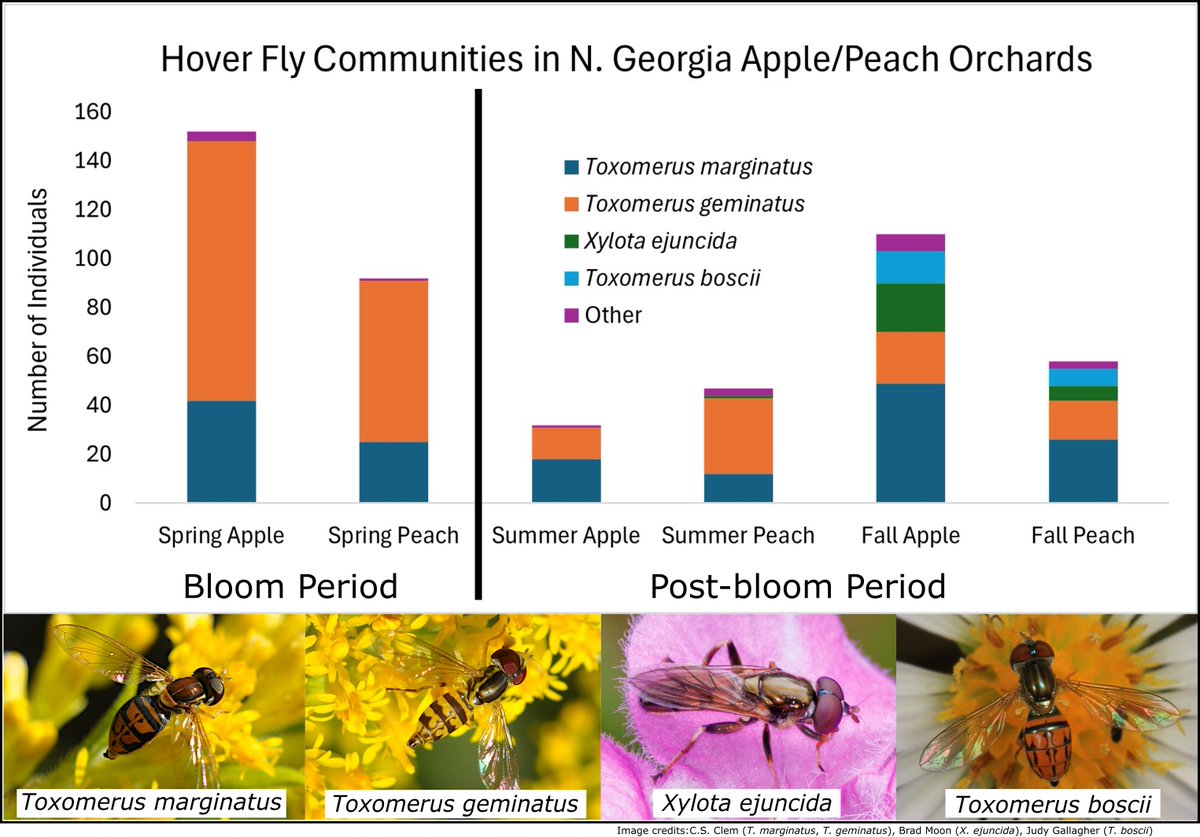 Scott Clem, PhD (@allograpta5401) on Twitter photo Check out our new paper on hover fly diversity in Georgia apple/peach orchards! We did a spatial and seasonal survey of these important pollinators, predators, and decomposers. 15 species total! #Diptera #Syrphidae <a href="/Entomology_UGA/">UGA Entomology</a> <a href="/EntsocAmerica/">Entomological Society of America</a>
academic.oup.com/jee/advance-ar… Check out our new paper on hover fly diversity in Georgia apple/peach orchards! We did a spatial and seasonal survey of these important pollinators, predators, and decomposers. 15 species total! #Diptera #Syrphidae <a href="/Entomology_UGA/">UGA Entomology</a> <a href="/EntsocAmerica/">Entomological Society of America</a>
academic.oup.com/jee/advance-ar…