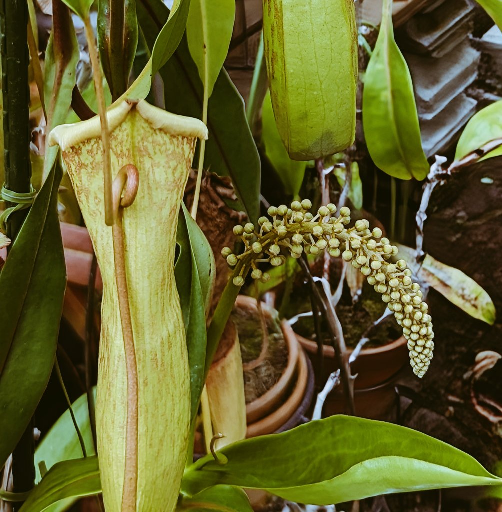 ◆ウツボカズラに花が咲く…
　　　　　　　　　　植物園
食虫植物といえば誰もが知っているウツボカズラ…肉食の植物って一体…😱
捕虫袋が花かと思ったら、これは葉の一部が変化したもの。花は意外に普通（右）