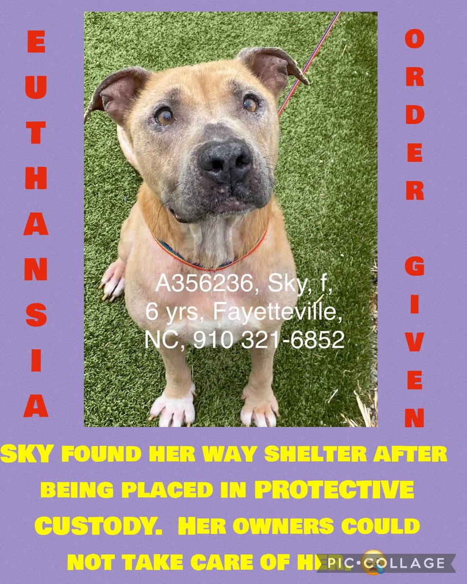 carawil17888192's tweet photo. EUTHANSIA ORDER GIVEN ‼️
SKY found her way shelter after being placed PROTECTIVE CUSTODY. Her owners could not take care of her 😪
#A356236
6yr
Terrier
HW+
Cumberland Cnty Animal
#rescue #adopt #dogs #deathrowdogs #deathrow #codered
#pitbull #puppies #rescuemyfavoritebreed https://t.co/yN0VfA9asQ