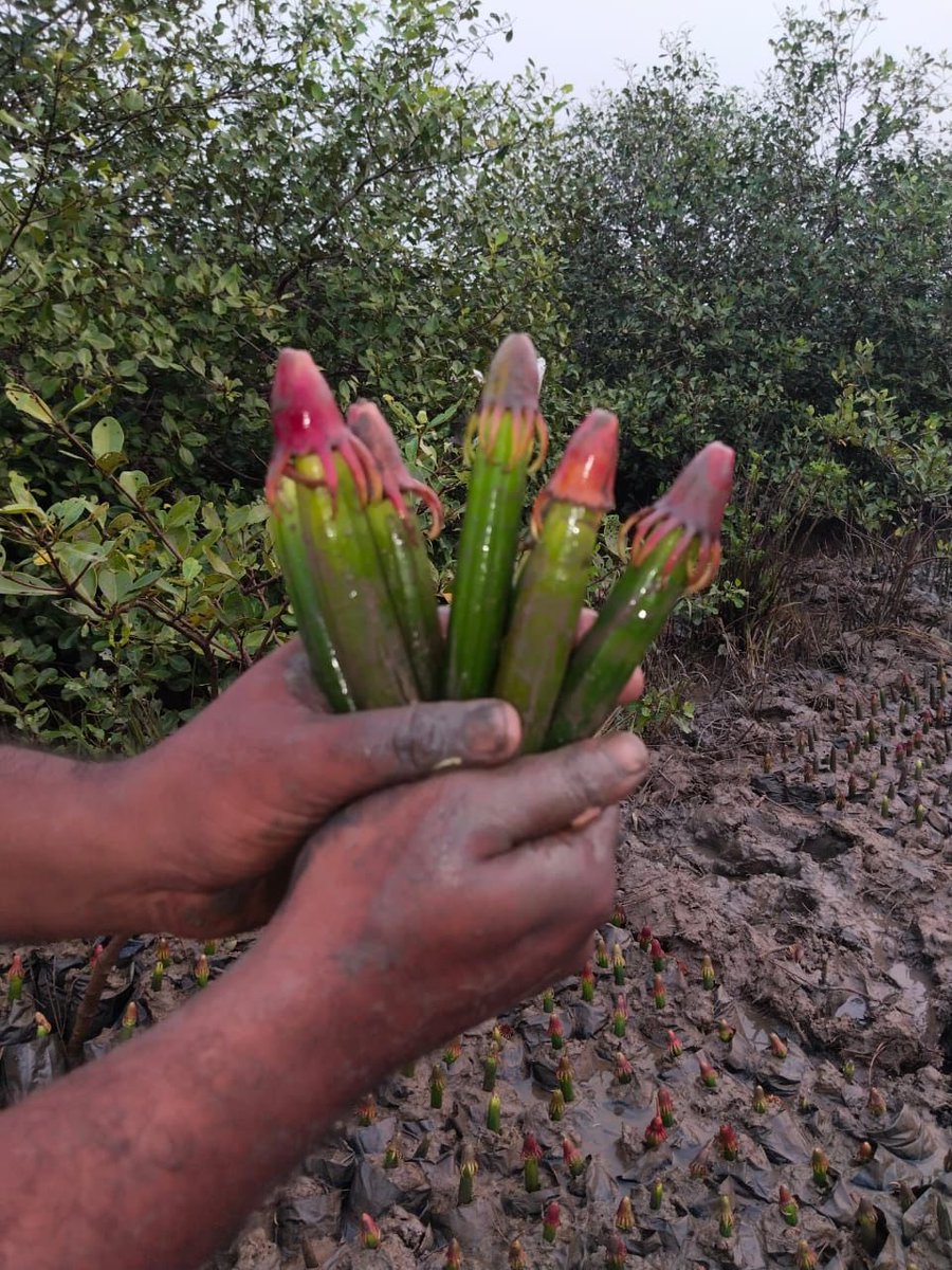 BilliontreesE's tweet photo. Setting up #mangrove nursery for next season. #carbon #sequester #ClimateConcern #climatechange
#coastal #erosion protection from sea rise. 

https://t.co/1CDpPi2Hzw https://t.co/PN3yZ5KWbl