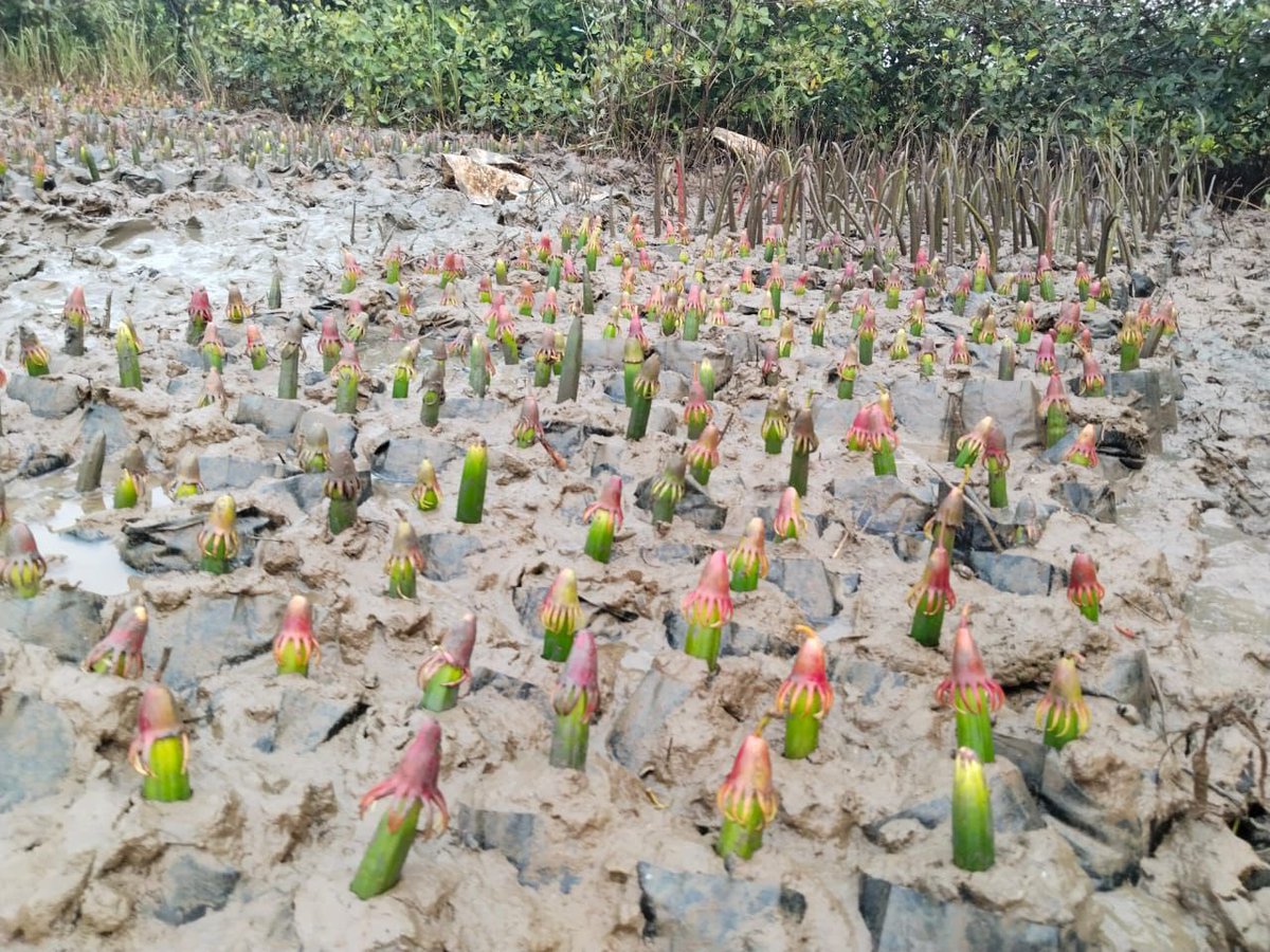 BilliontreesE's tweet photo. Setting up #mangrove nursery for next season. #carbon #sequester #ClimateConcern #climatechange
#coastal #erosion protection from sea rise. 

https://t.co/1CDpPi2Hzw https://t.co/PN3yZ5KWbl