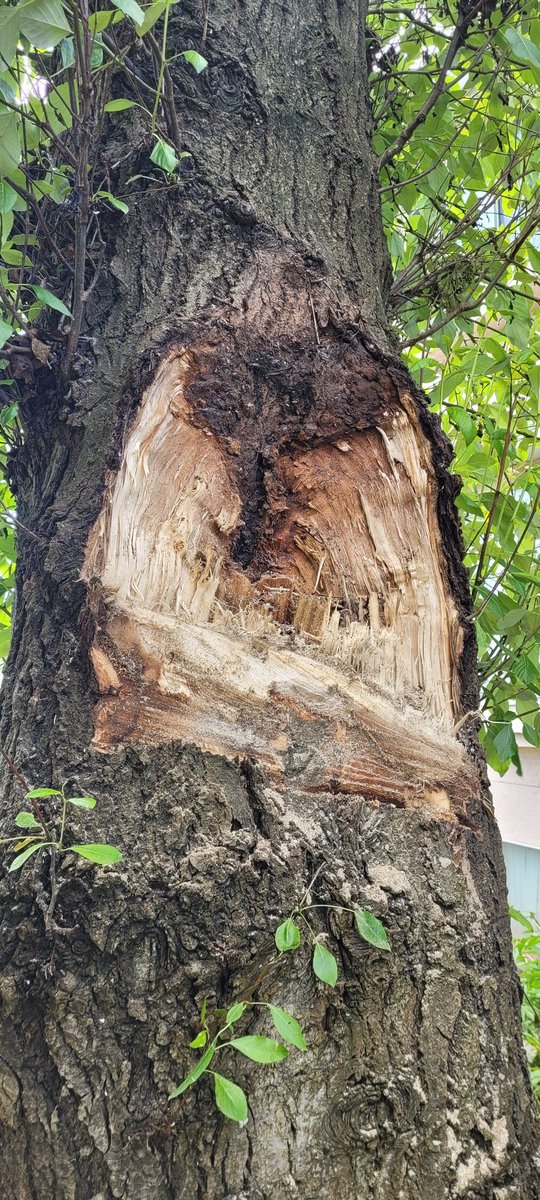 dynamictrees's tweet image. On site in Burnaby, BC. Husband &amp;amp; Wife team today! #familybusiness #treeservice #emergencytreework #Burnaby #Treefailure #pruning #treeremoval