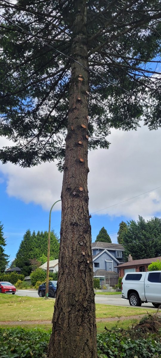 dynamictrees's tweet image. On site in Burnaby, BC. Husband &amp;amp; Wife team today! #familybusiness #treeservice #emergencytreework #Burnaby #Treefailure #pruning #treeremoval