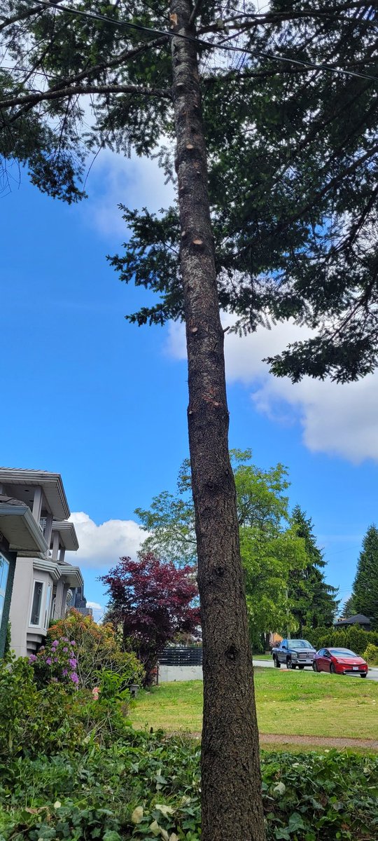 dynamictrees's tweet image. On site in Burnaby, BC. Husband &amp;amp; Wife team today! #familybusiness #treeservice #emergencytreework #Burnaby #Treefailure #pruning #treeremoval