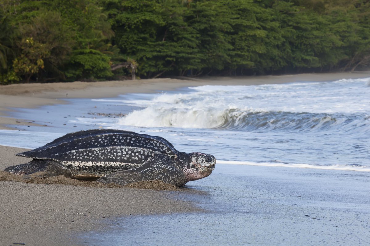 On #WorldTurtleDay, celebrate by planning a one-of-a-kind eco-experience, with Trinidad being one of the top nesting sites in the world for leatherback turtles! Discover our various tours available from our partners here: visittrinidad.tt/things-to-do/t… #visitTrinidad