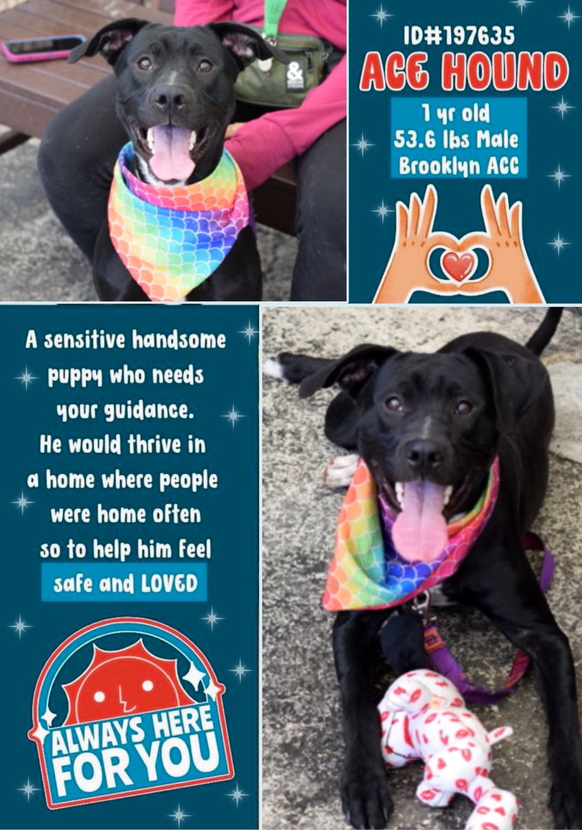 Dubs4Mutts's tweet image. #AdoptMe #FosterMe
🐶 Ace Hound 💜
#NYCACC #NewYork #RescueMe
1yo sensitive &amp;amp; shy good boy. Look at that gorgeous pup! 🥰 Shelter is FULL &amp;amp; he needs a forever🏡 or foster hero. Can you foster? #FostersSaveLives Please share Ace Hound ✨nycacc.app/browse/197635✨