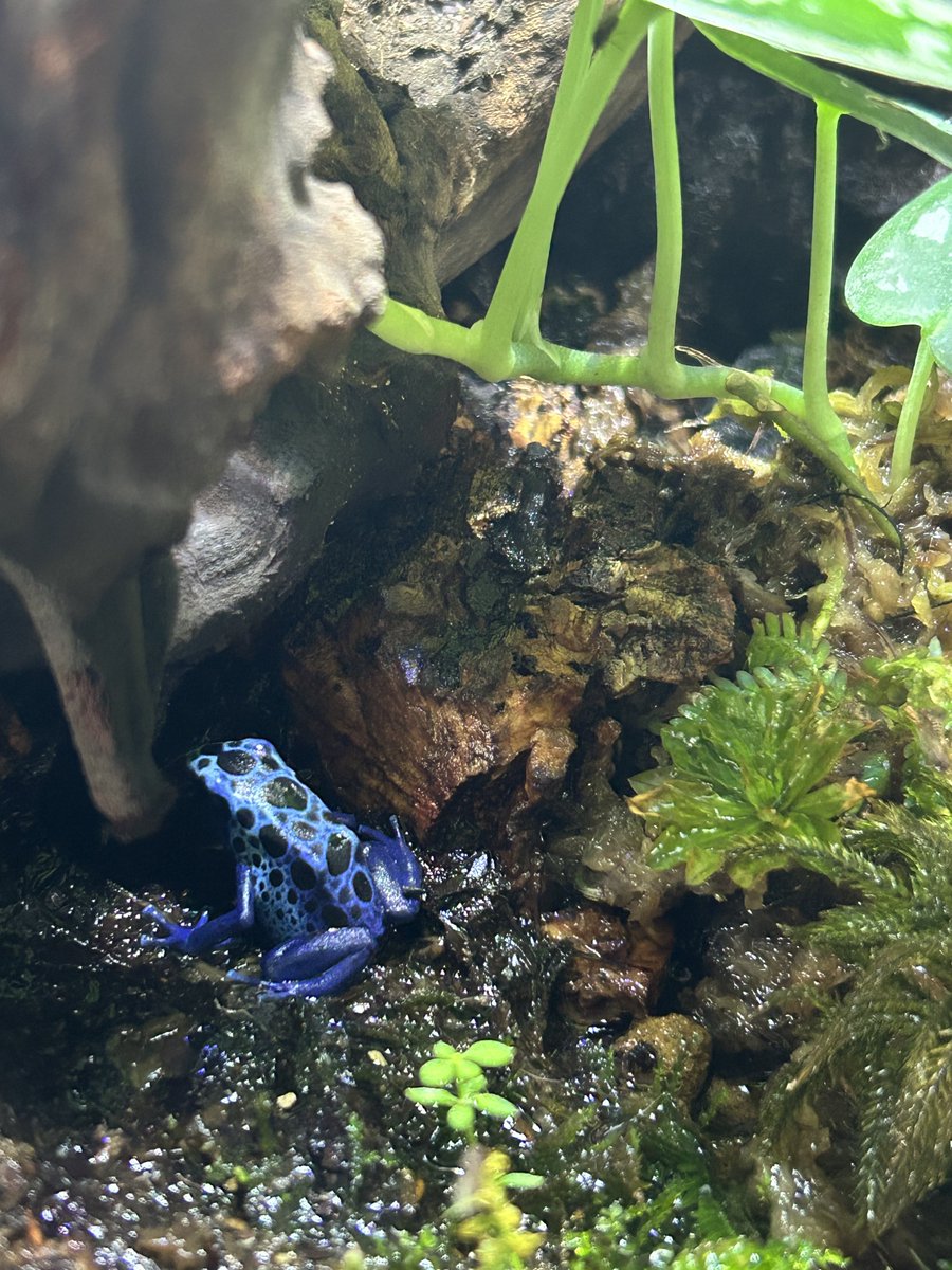 AsahiPython's tweet image. 良きかな。　#コバルトヤドク