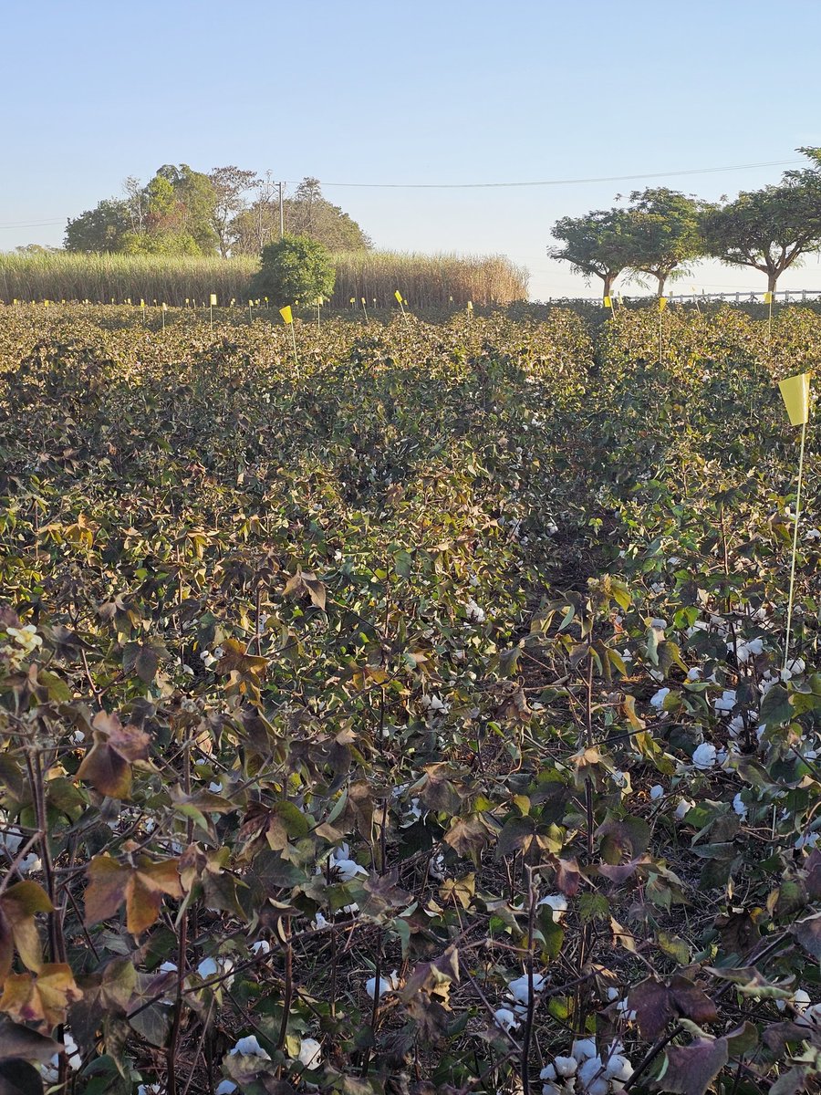 AgroTester I&D tweet media