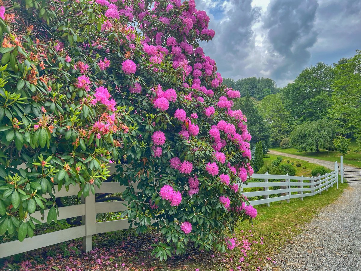 The glorious blooming has begun on the backroads of western North Carolina.