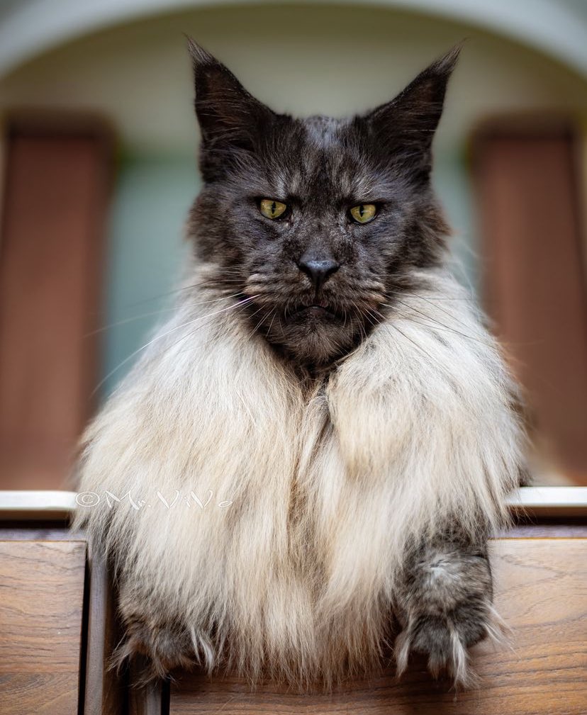 I’m not really a cat person but I love Maine coon cats! I’m gonna get a kitten someday, this dude is a BMF….🔥