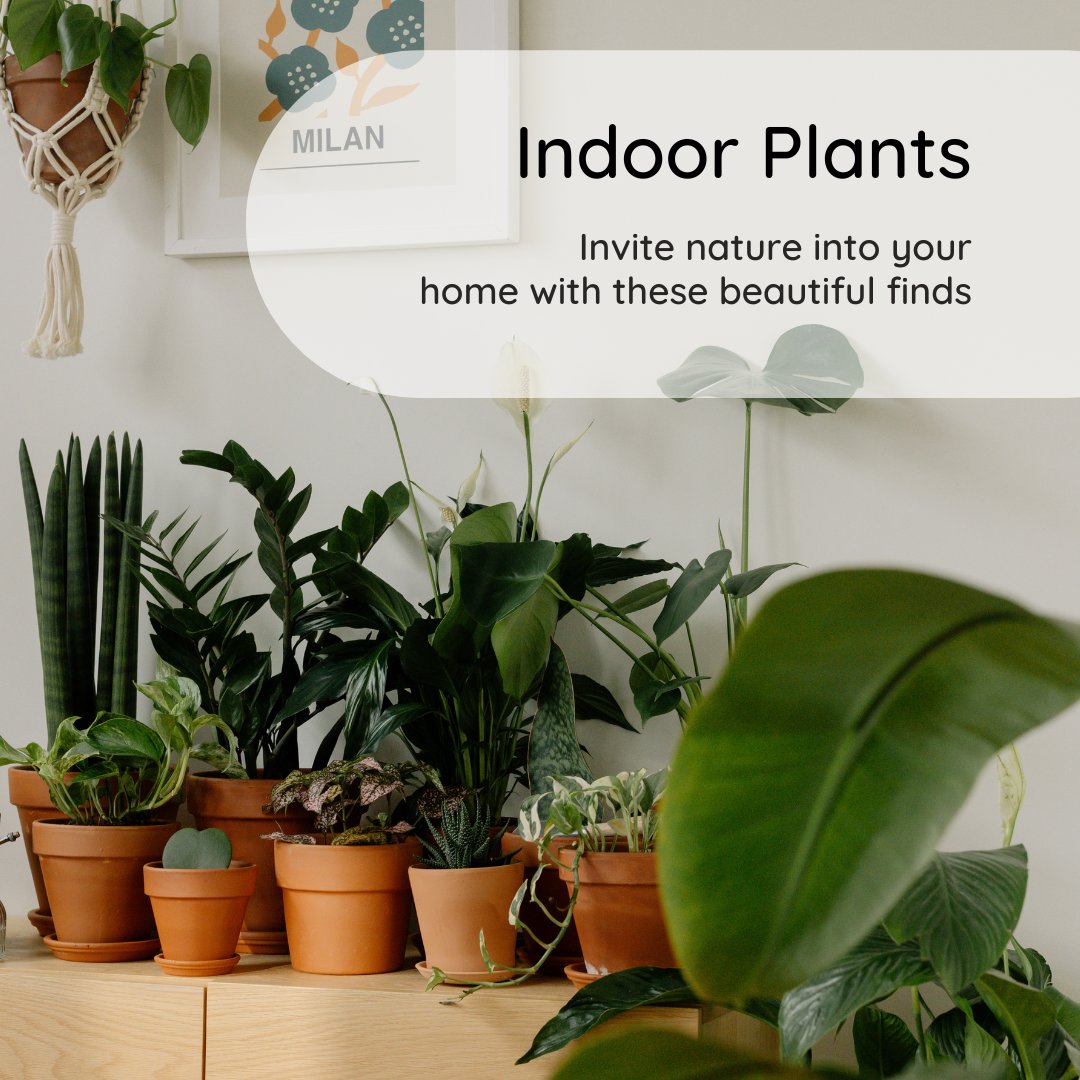 mindfulthread's tweet image. Looking to refresh your home decor sustainably? Wondering how to incorporate green decor like paintings and faux plants while minimizing environmental impact?
.
.
Check out our blog:
…eojtjm-83722305810.shopifypreview.com...
.
.
#greendecor #homedecor #fauxplants #green #yourmindfulthreads