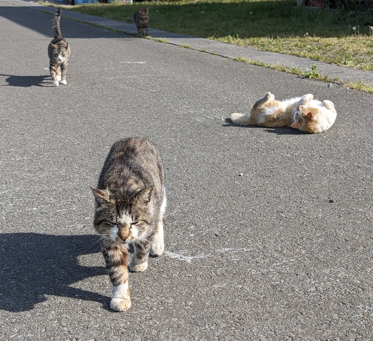 私の事をロックオンした猫とそうでない猫