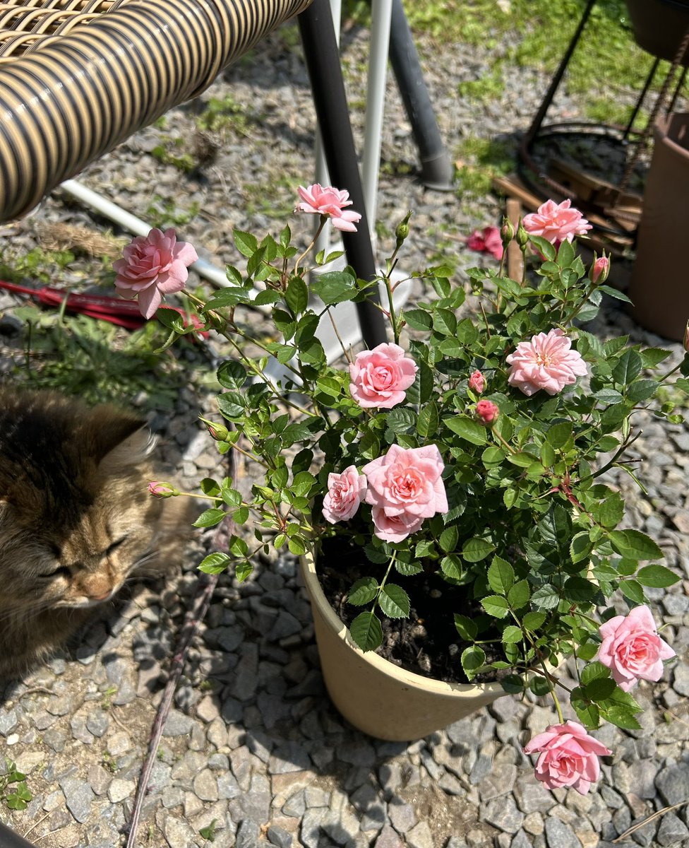 部長のクロード モネは絶好調。 僕のみきりちゃんもよく咲いてます。 仏壇の花を自宅の庭でまかなえるようになったらいいなとさっき思いました☺️