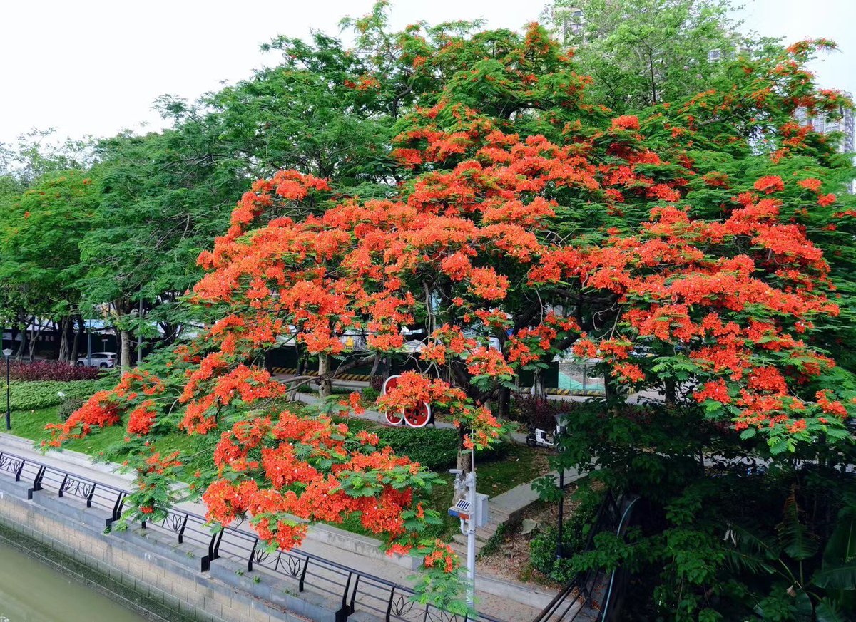 Stumbled upon these trees bursting with bright red flowers on my daily walk. Locals call them Phoenix flowers, like the mythical bird of fire... how fitting! 🌺🔥