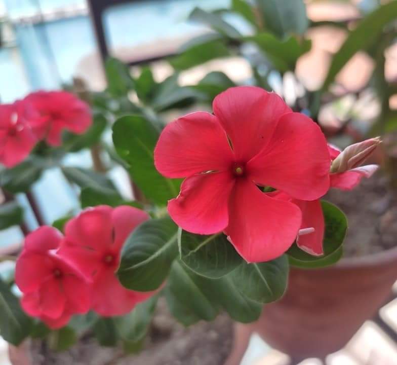 Good morning friends.. have a fabulous Friday... bloom in my garden #goodmorning #GoodMorningEveryone #GoodMorningX #friday #myclick #FlowersOfTwitter #FlowersOnX #theme_pic_india_flowers