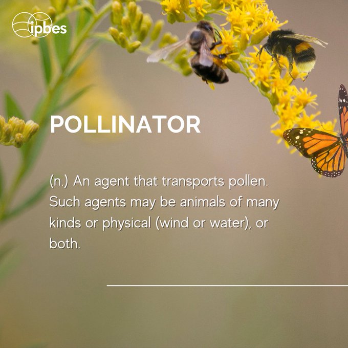 UNBiodiversity's tweet photo. 🌍 Curious about the vocabulary of nature? Explore the rich &amp; varied language of #biodiversity! 🐝

‌Even if bees are the most well-known, other animals such as hoverflies, wasps, moths, bats, butterflies &amp; more are also #pollinators. 🦋

According to @IPBES ⬇️

#ForNature https://t.co/rChVCY1OrL