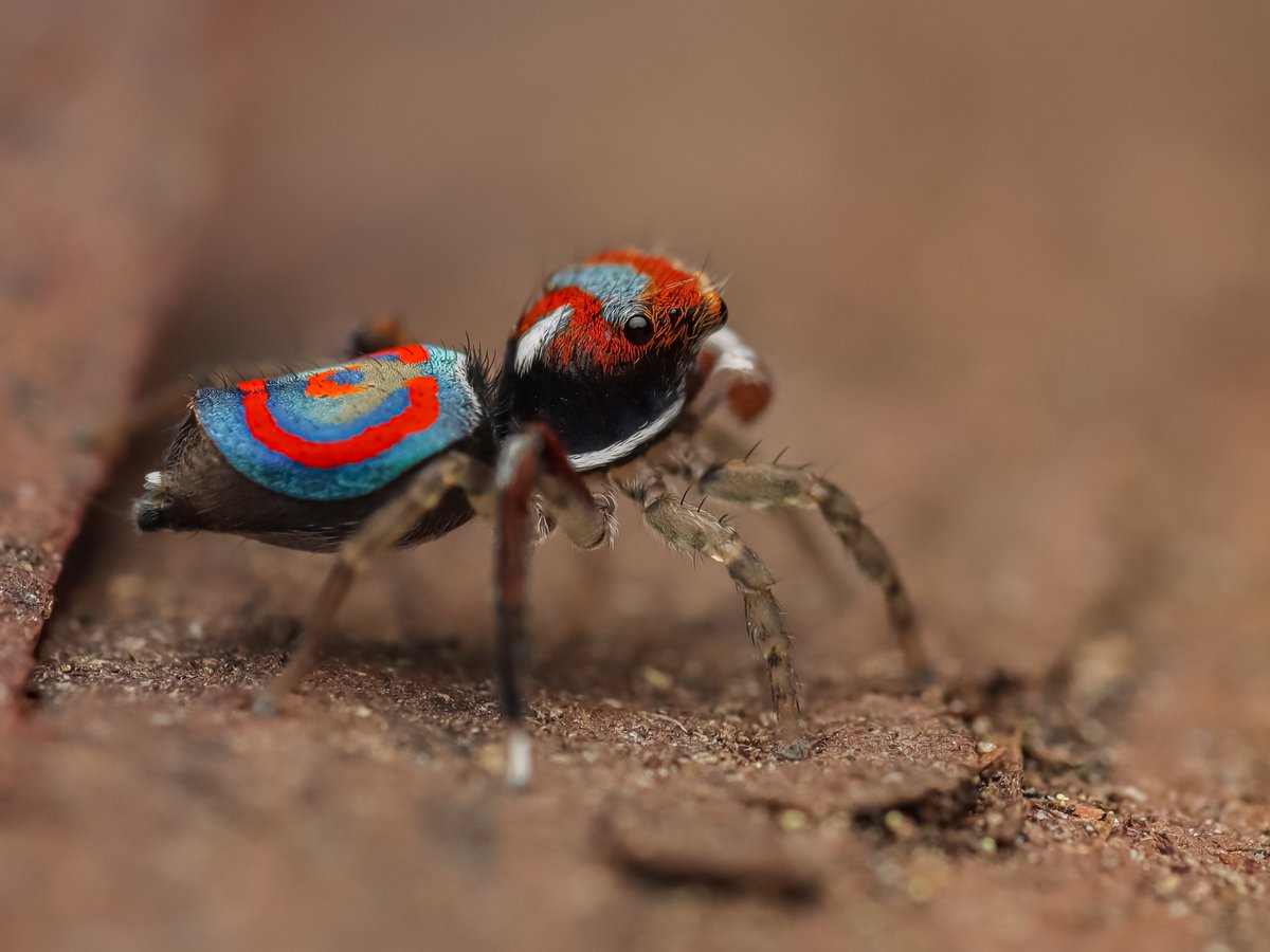 PranavJoshi2001's tweet photo. Unarguably, peacock spiders are one of the most colorful spiders found here in Sydney. 

Found this colorful Maratus splendens male on the @Macquarie_Uni campus. https://t.co/N6mBGx30dz