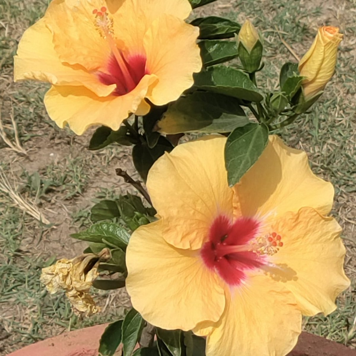 pratap_b239's tweet image. जय श्रीरामgood morning good morning💐🙏🏻