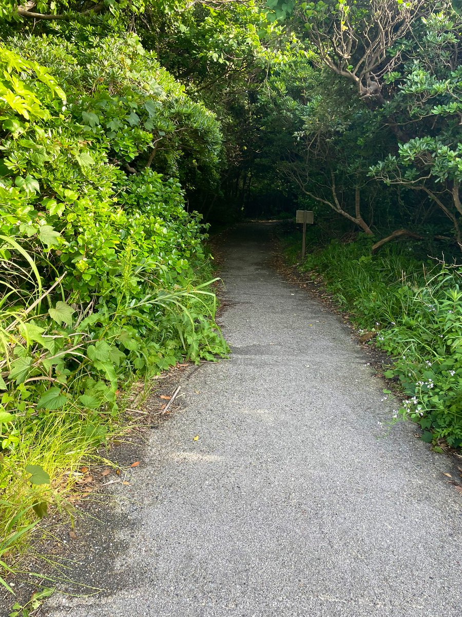 yuke140's tweet photo. ひーみーつの冒険始まる〜♪

#自然 #自然好き #nature_photo #nature #landscapephotography #nature_captures #ig_naturelovers #nature_sultans #naturelove #となりのトトロ #森へのパスポート https://t.co/xcCImFAl5f