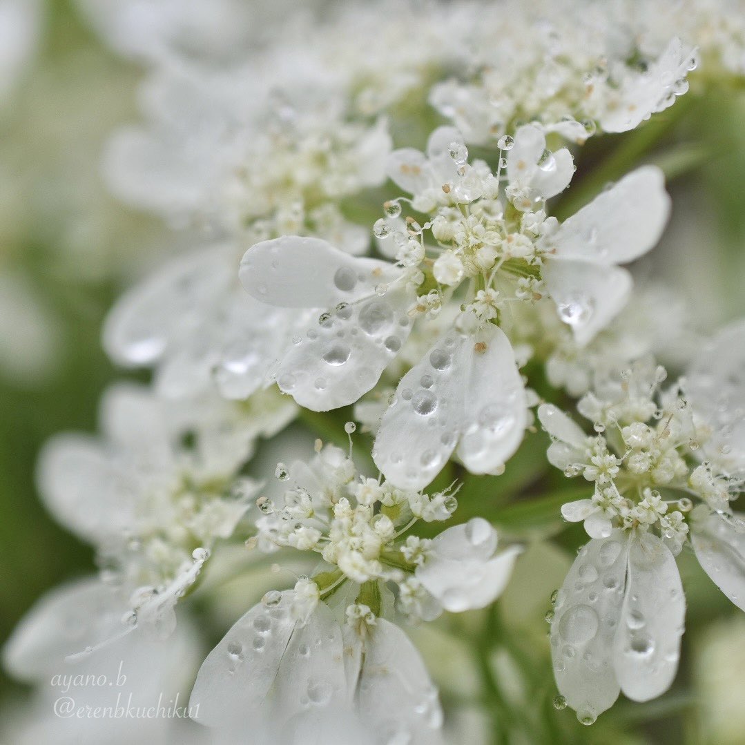 erenbkuchiku1's tweet image. 水滴の真珠とオルレア・ホワイトレース

 #raindrop #OrlayaGrandiflora