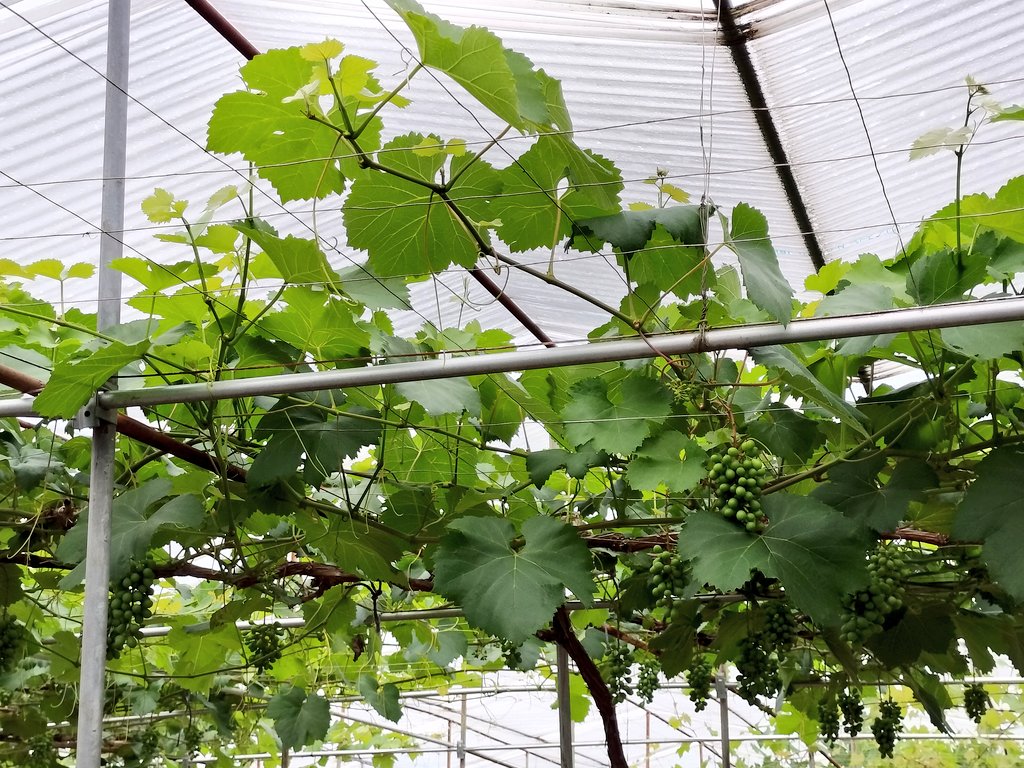 おはようございます☁/☀　空は少し曇り気味、今日は暑くなりそうだとか、、水分補給必須です。🍇間引きやっていきます、本日もよろしくおねがいします😁