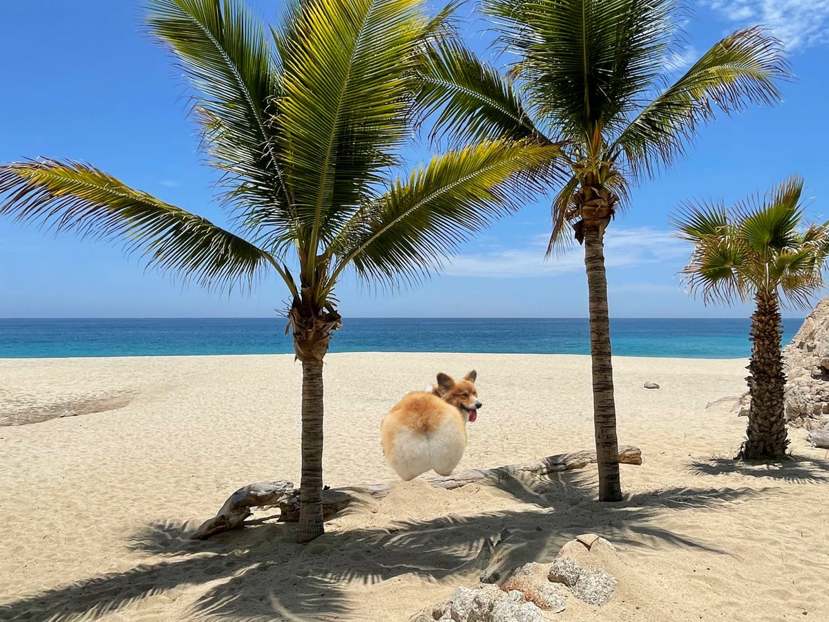 DogWifCheeks's tweet photo. Taking a quick stop at the beach before my journey on https://t.co/XcQAYgJLJd tomorrow. https://t.co/B17bLTbWNZ