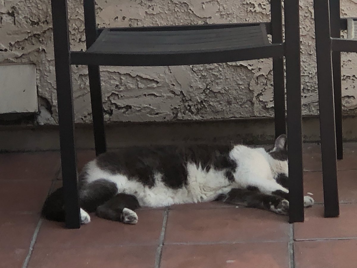 ballothecat's tweet photo. 💤💤💤💤 #unclemax #ThrowbackThursday https://t.co/josMt9aneM