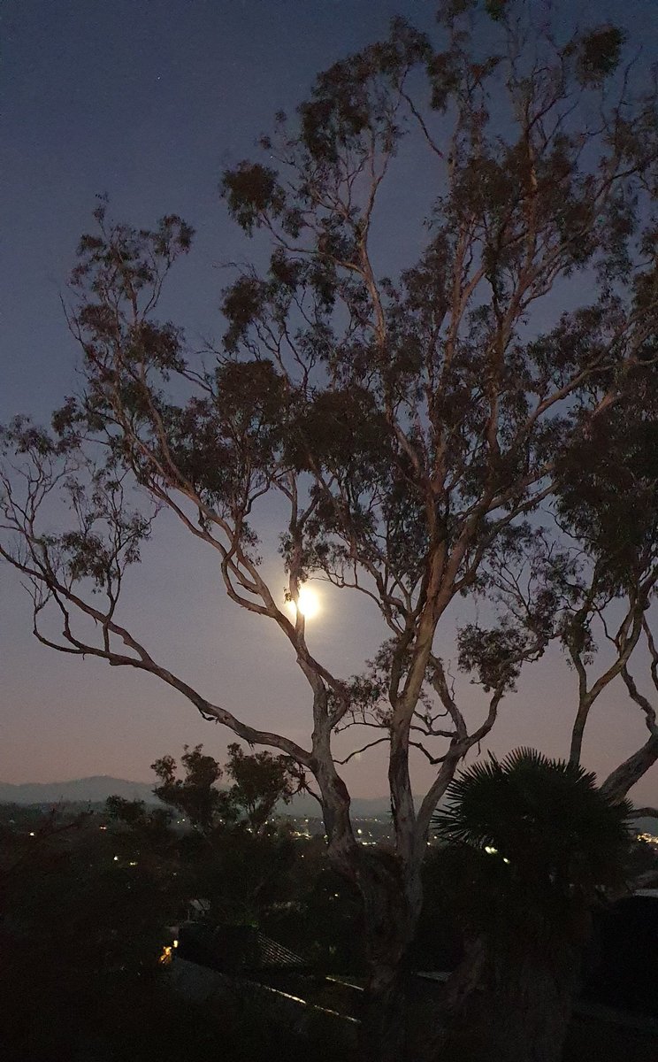 #goodmorning from #Canberra! Full moon even as dawn breaks. #luna #moon 🌚