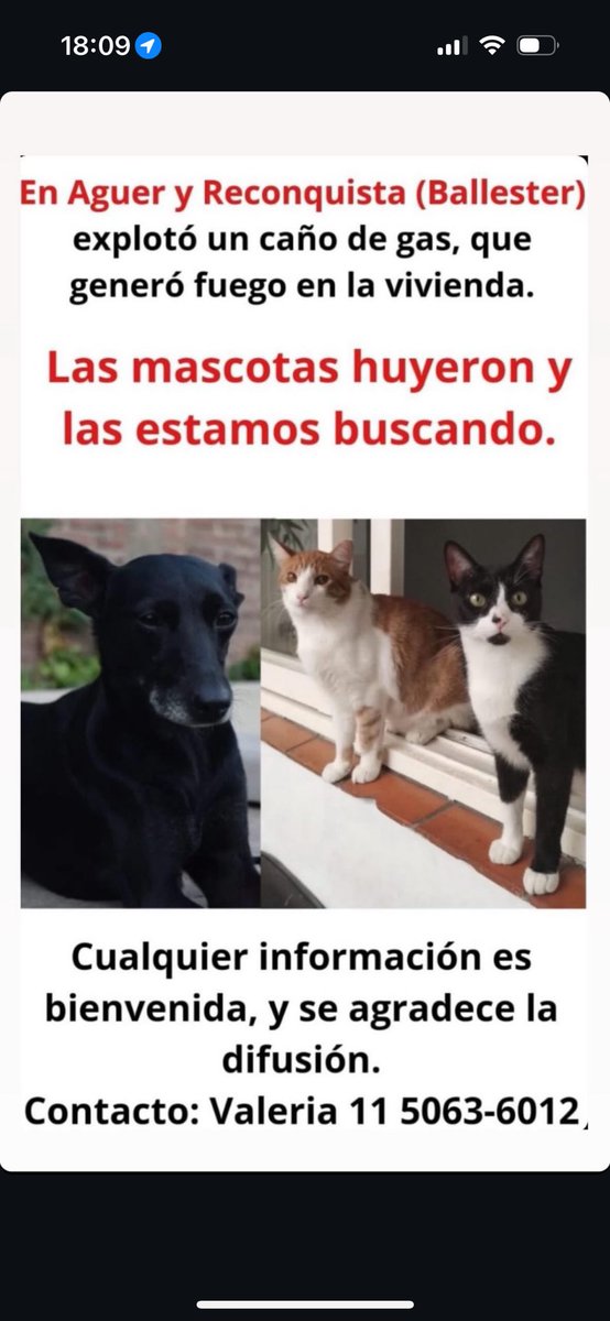 porqueTTarg's tweet photo. “Gatitos”

Porque los gatos y el perro que vivían en el edificio incendiado en San Martín lograron escapar y ahora los están buscando. https://t.co/0ky7i284LB