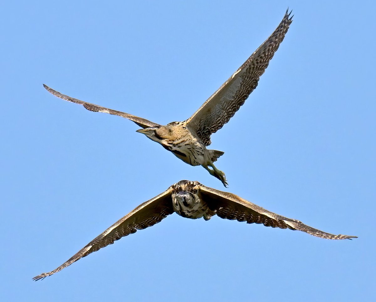 It's not every day that you see 2 Bitterns in flight! 😍😍