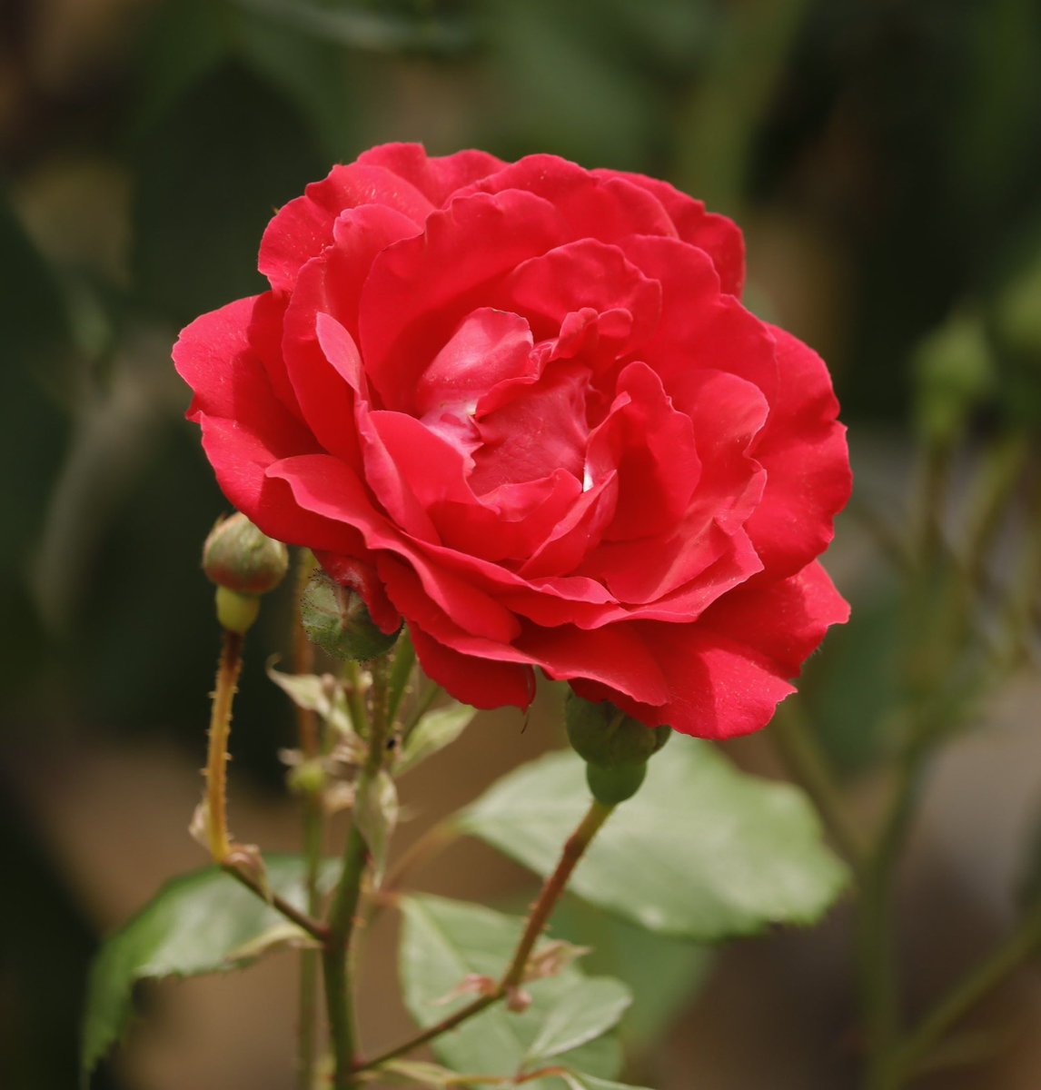 赤い薔薇🌹です💕美しいですね😍😍😍