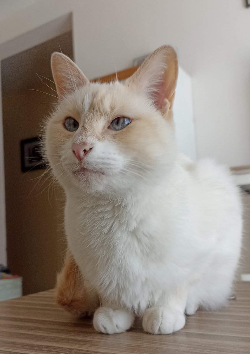ilebe 🏃♀️🐈🐾🐕 tweet media