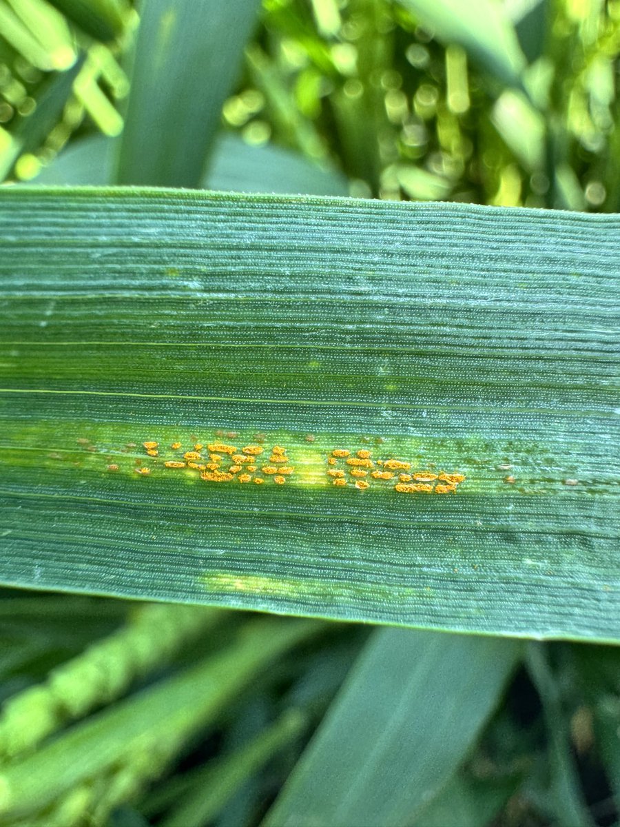 Decent stripe rust found today at Arlington on Kaskaskia and Harpoon wheat. Almost to anthesis. Get out and scout and plan to get those FHB fungicide apps out, which will also take care of this stripe rust coming in. @badgerbean