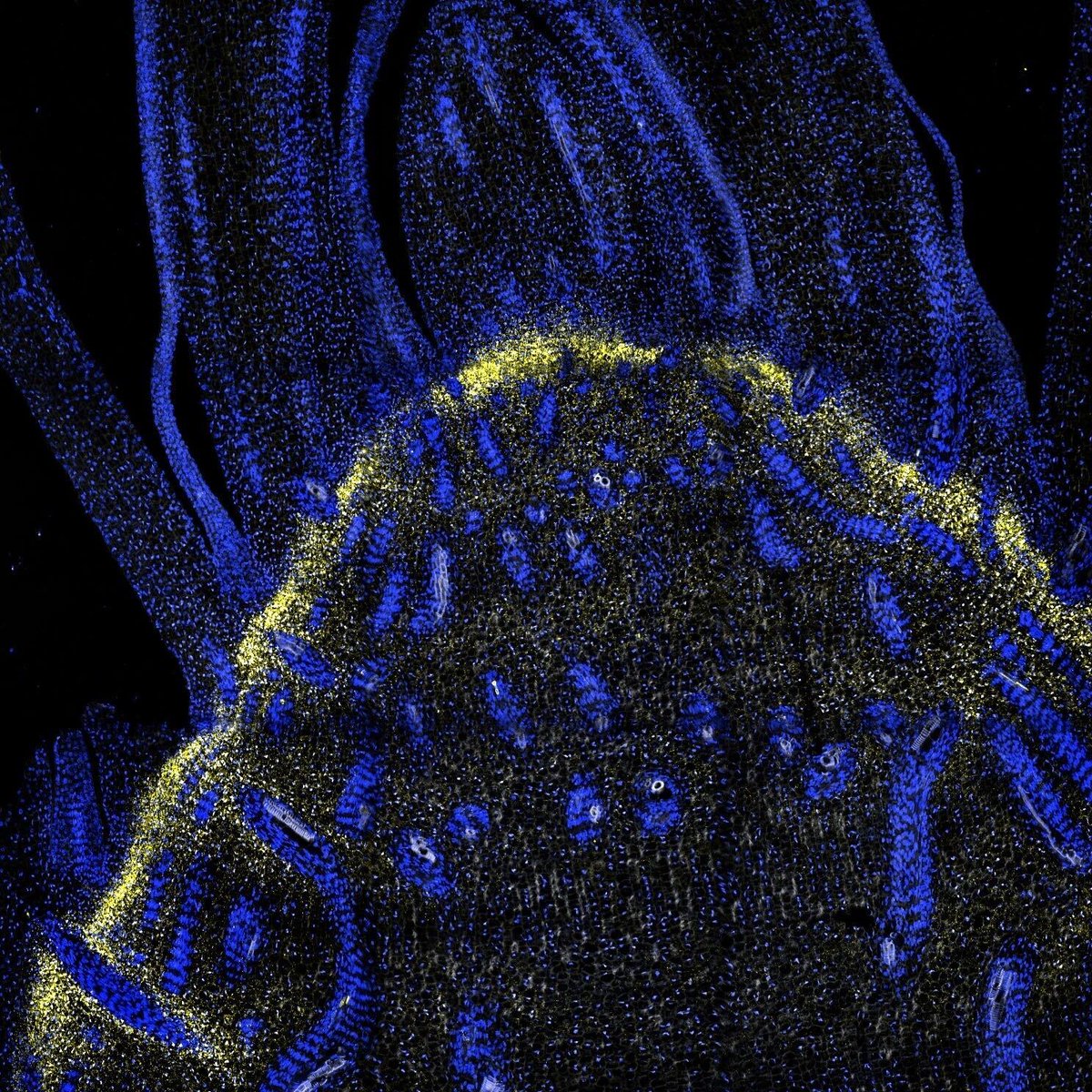 CABBIbio's tweet photo. A #CABBI-led team created a valuable resource for understanding the inner workings of bioenergy #sorghum plant cells, enabling design of a more resilient crop. The work was a collaboration with @GLBioenergy @hudsonalpha and @EMSLscience.
News release ➡️ https://t.co/3joIWUePXv https://t.co/p762345DqK