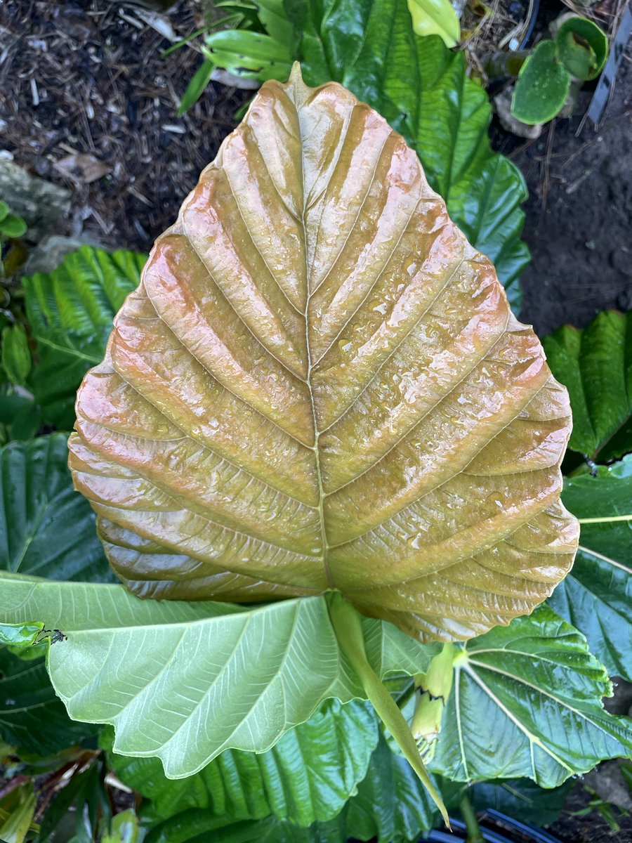 Ficus dammaropsis - one of those plants that has captured my imagination and attention 🤓
Can’t wait to see it continue to grow and develop - a real Jack and the bean stalk type of vibe 🤪#warrnamboolbotanicgardens #depotgarden #foliagefriday