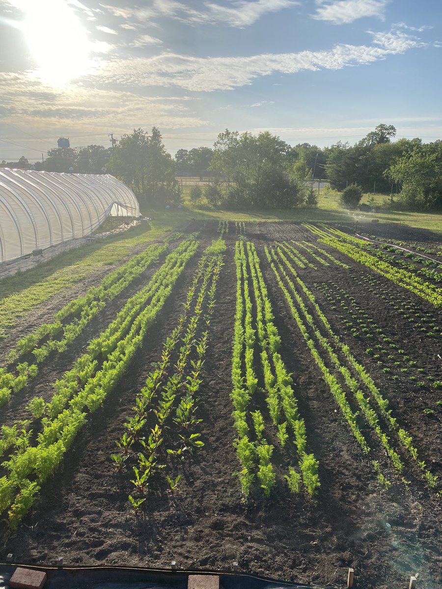Lots of food growing in this 50’x100’ area.