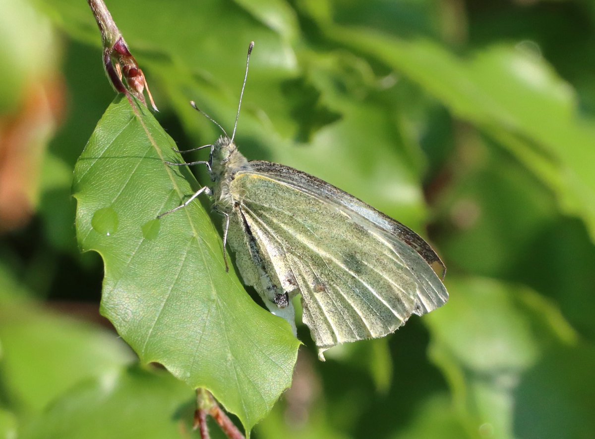attjemeekma's tweet photo. Behoorlijk afgevlogen, dit #groot_koolwitje 🦋 in de beukenhaag.
Vlinders leven vaak maar een paar weken en aan het eind zijn de ‘kleerscheuren’ meestal duidelijk  aanwezig. 

#insectenopdeboerderij 🐄🦋
#dagvlinders https://t.co/lzHfX01u49