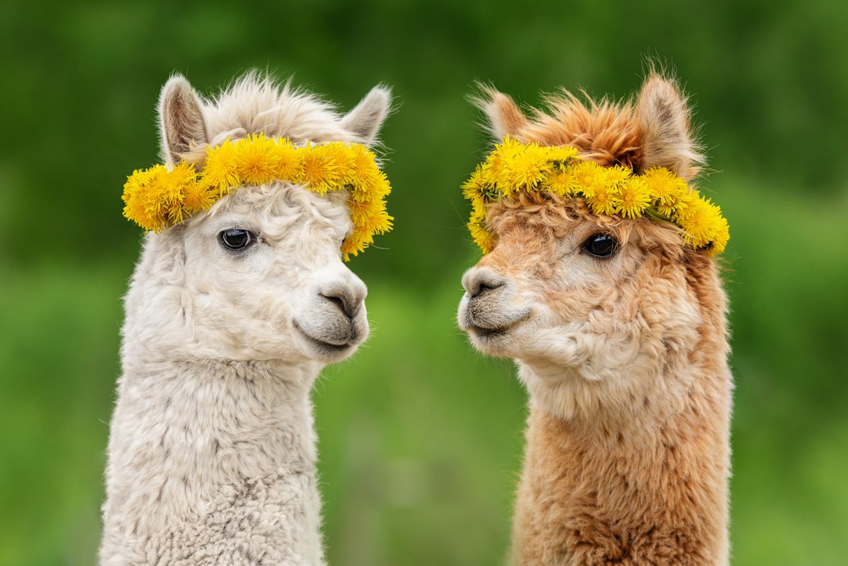 Summer Reading is just around the corner and the Village Library is kicking off a summer of adventure with...ALPACAS! Stop by on June 1 to meet alpacas, do crafts, play games, and get your books to start earning Summer Reading points. Details: ow.ly/7rY750RTiof