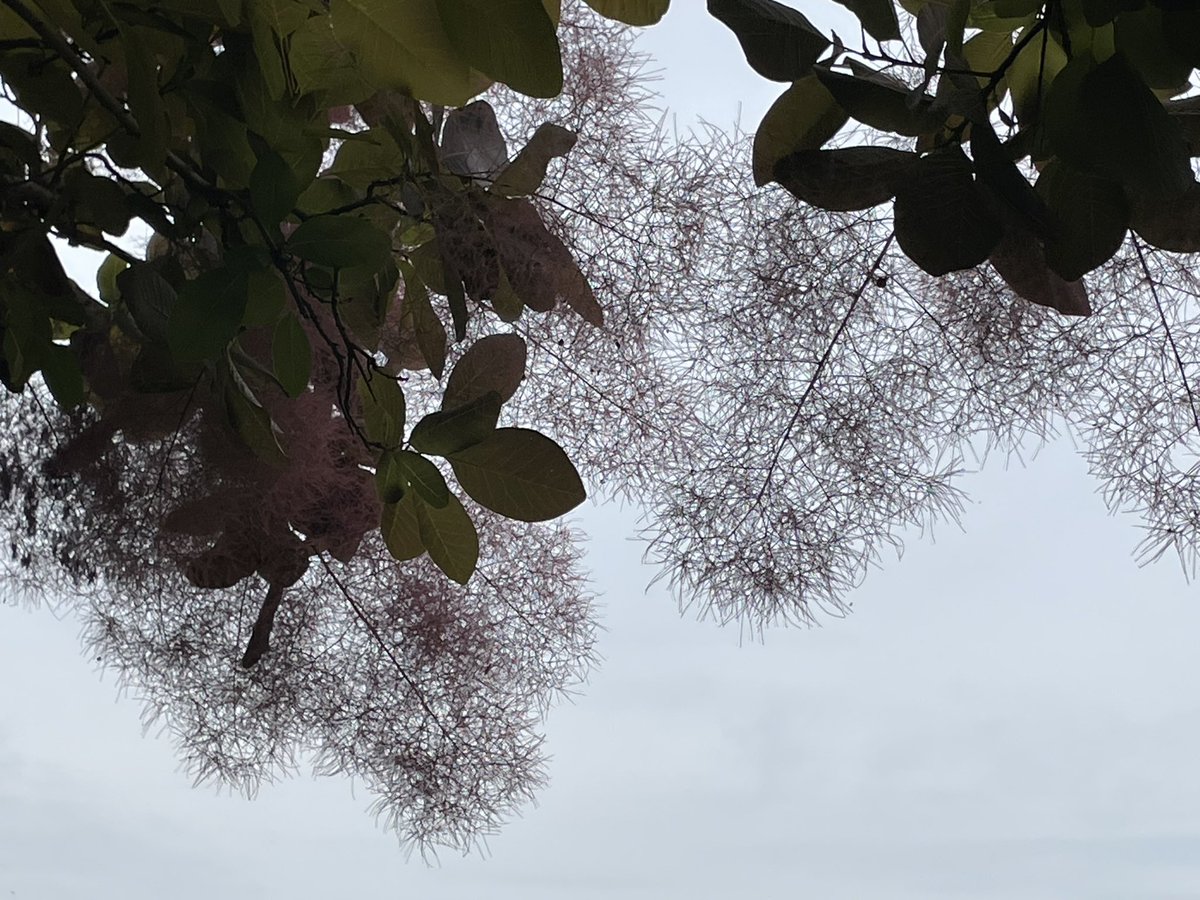 おはようございます😊
庭のハグマノキ(白熊の木) 科名: スモークツリーも見頃です
