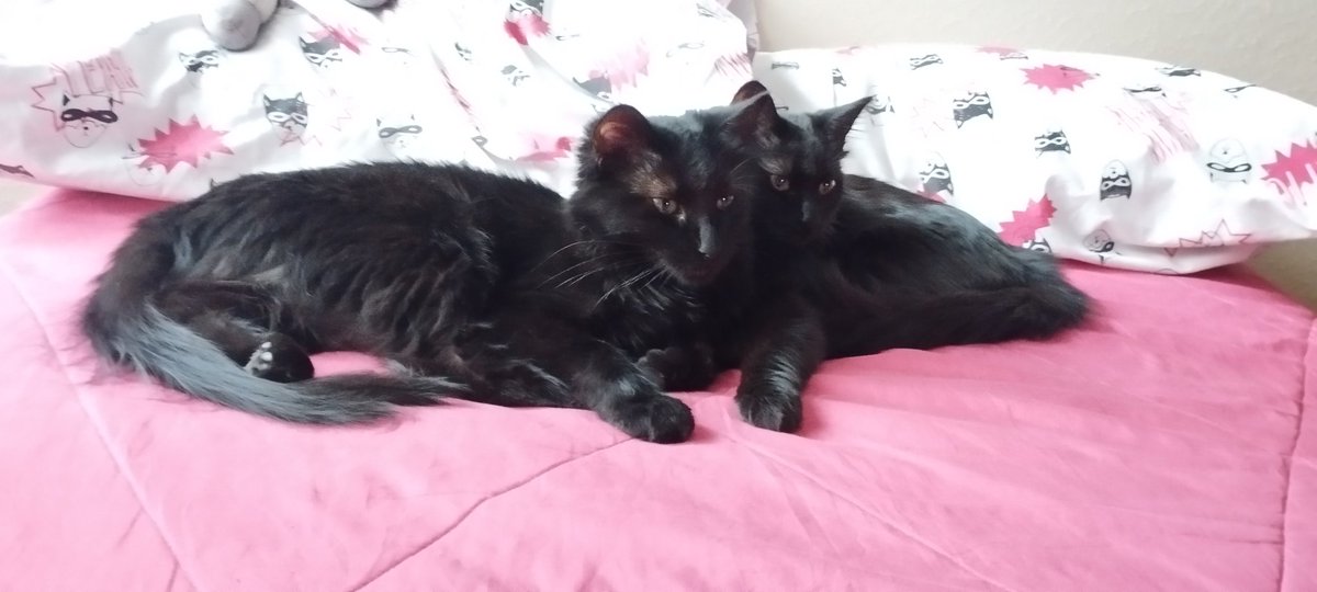 cariasmatica's tweet photo. Dos negritas, mami e hijita. 
La mami tuvo a sus bebitos en el depósito de la casa en la que vivíamos antes, conseguimos hogares para los otros gatitos pero ellas no tuvieron suerte hasta ahora.
Ideal si se puede juntas, porque se aman 💜
Vacunadas y en lista de esterilización. https://t.co/N2r8OODZoB