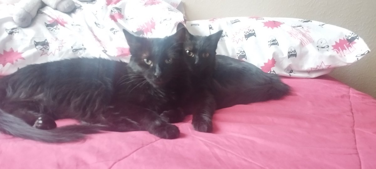 cariasmatica's tweet photo. Dos negritas, mami e hijita. 
La mami tuvo a sus bebitos en el depósito de la casa en la que vivíamos antes, conseguimos hogares para los otros gatitos pero ellas no tuvieron suerte hasta ahora.
Ideal si se puede juntas, porque se aman 💜
Vacunadas y en lista de esterilización. https://t.co/N2r8OODZoB