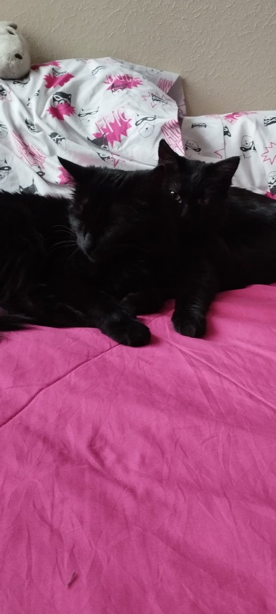 cariasmatica's tweet photo. Dos negritas, mami e hijita. 
La mami tuvo a sus bebitos en el depósito de la casa en la que vivíamos antes, conseguimos hogares para los otros gatitos pero ellas no tuvieron suerte hasta ahora.
Ideal si se puede juntas, porque se aman 💜
Vacunadas y en lista de esterilización. https://t.co/N2r8OODZoB