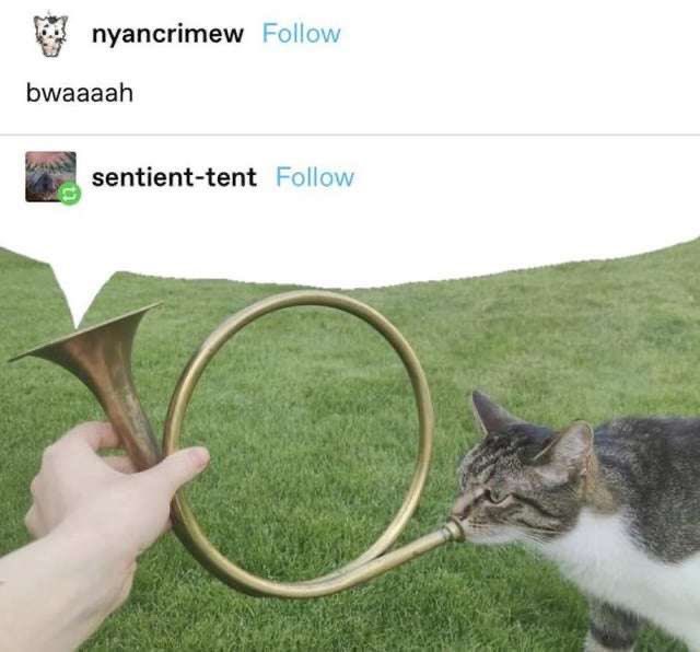 Punch Cat (@punchingcat) on Twitter photo 