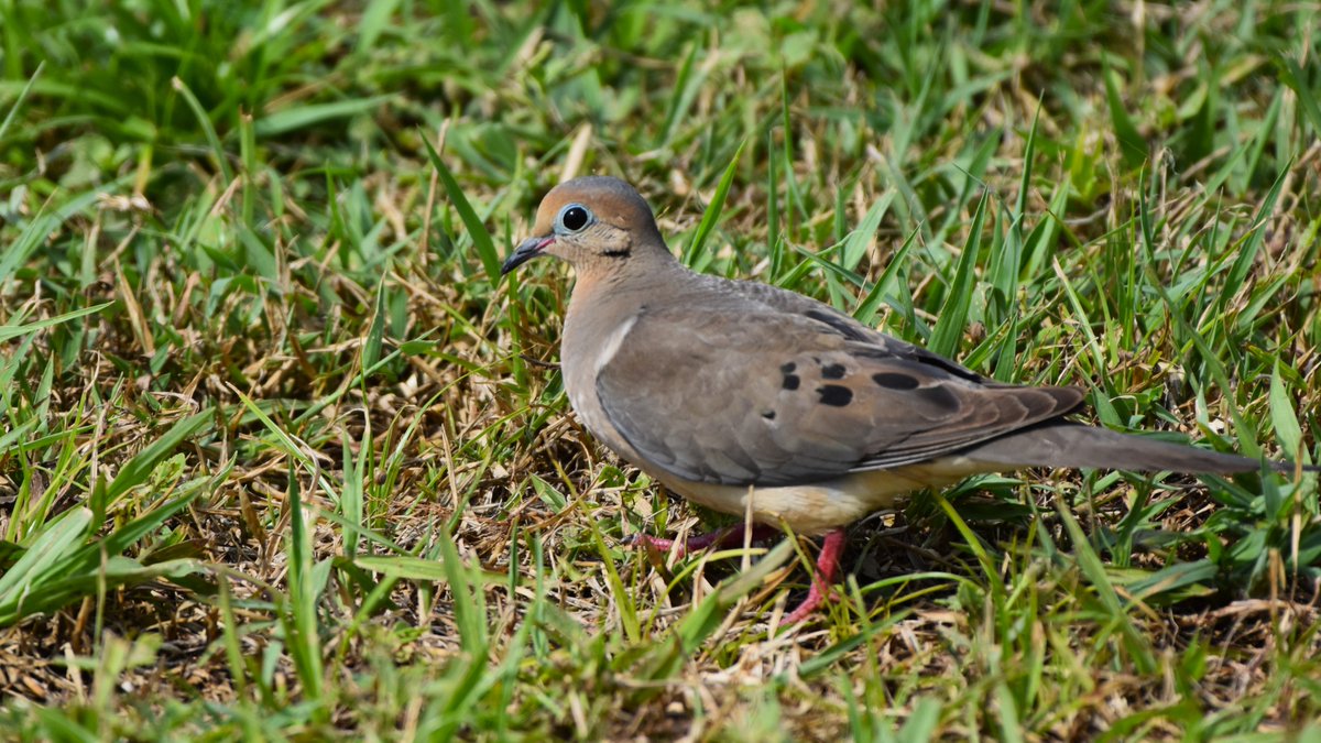 On a neighborhood walk this week I saw this lovely Mourning Dove foraging in the grass near the walkway. While these peaceful #birds are often hunted, they remain one of our more abundant species. #OrlandoFL #BirdsSeenIn2024 #nature #BirdTwitter #naturephotography #birdwatching