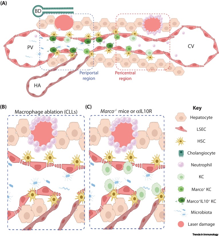 Macrophages marc(o) the difference in liver inflammation? dlvr.it/T7JwHL #immunology