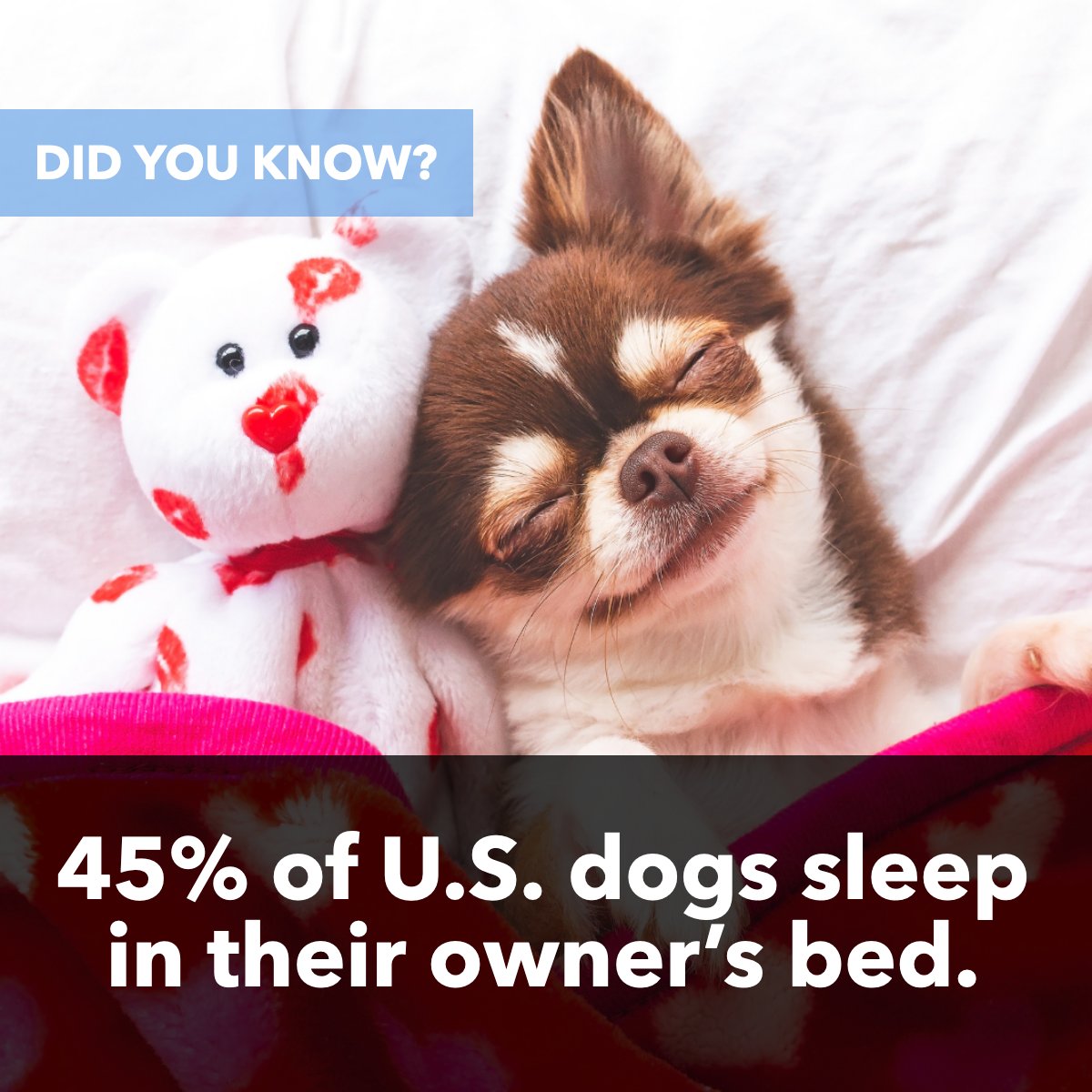 Or... Is the owner's bed actually the dog's bed and he just let us use it? 😅

#funfacts #dogfact #dogfacts #dogfactsoflife #pet #pets
 #mkehomes #mkeliving #withyouonyourjourneyhome